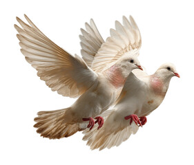 Fototapeta premium Doves in flight natural animal peaceful scene. Isolated on transparent background, png. isolated on transparent background, png