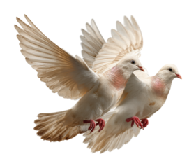 Doves in flight natural animal peaceful scene. Isolated on transparent background, png. isolated on transparent background, png