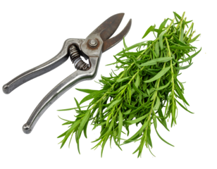 Close up view of pruning shears and fresh herb sprigs, isolated on transparent background, showing dark metallic pruning shears, light green herb sprigs, and natural light, suitable for gardening