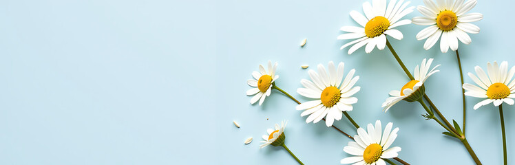 shot delicate white daisies scattered across soft pale blue background gently overlapping one another serene dreamy