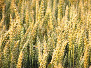 A vast field filled with ripe wheat heads ready for harvest. Golden hues reflecting rural life,...