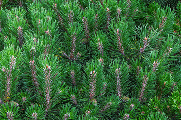 Green spruce branches background. Christmas texture with green fir needles pattern close-up