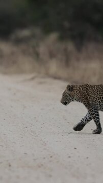 Vertical video, Leopard cub, and leopardess on the road