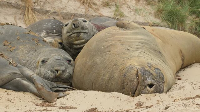 S&uuml;dlicher See-Elefant, Elefant Seals, Carcass Island, Falkland, 4K, 50fps, mit Ton