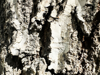 Close-up View of Textured Tree Bark with Natural Patterns and Earthy Tones