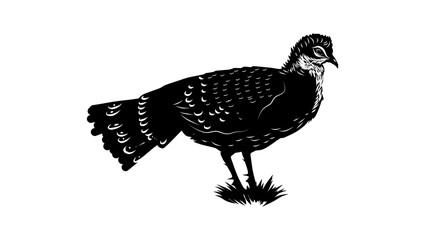 Bornean Peacock-Pheasant, black isolated silhouette