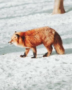 View of a vibrant red fox strides across the crisp white snow, its fur a flame against the winter's chill, Zao Fox Village, Miyagi, Japan.