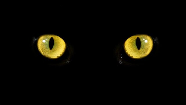 Close up of intense yellow animal eyes glowing in darkness. Predator look with big iris and pupil ready to hunt footage.
