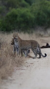 Vertical video, Leopard cub, and leopardess on the road.