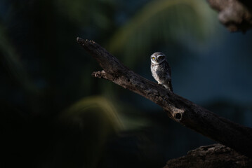 The vibrant Spotted owlet perched on a dry tree branch with a soft, blurred natural background.....