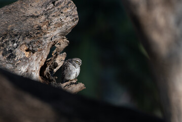 The vibrant Spotted owlet perched on a dry tree branch with a soft, blurred natural background.....
