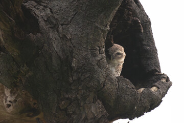 A small Spotted owl in a dry, weathered tree branch against a clear blue sky with soft green...