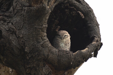A solitary spotted owlet perches  on a dry hole in the tree , gazing directly into the wild with...