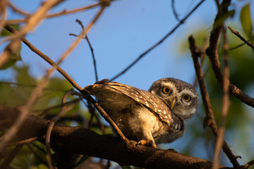A solitary spotted owlet perches alternatively on a dry branch, gazing directly into the wild with...