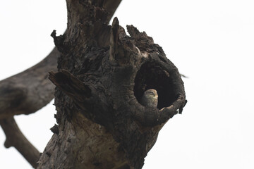 A small Spotted owl in a dry, weathered tree branch against a clear blue sky with soft green...