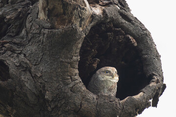 A small Spotted owl in a dry, weathered tree branch against a clear blue sky with soft green...