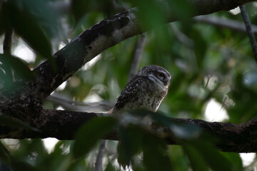 A vibrant Spotted owlet perched on a dry tree branch with background of blurred lush green and...