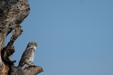 A spotted owlet perched on a tree branch yawns against a vivid blue sky.