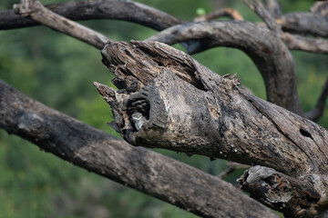 A small Spotted owl in a dry, weathered tree branch against a clear blue sky with soft green foliage in the background. The small owl perched in the cage of the tree and watching the environment.