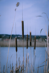 reeds on the lake