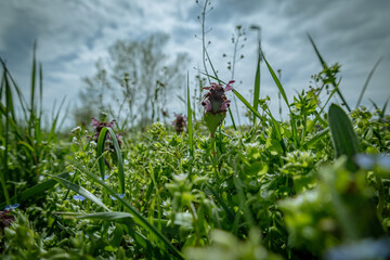 grass and flowers