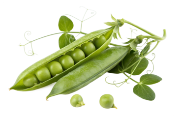 Fresh vibrant green peas spill from an open pod, alongside a closed whole pod and natural pea leaves, isolated on transparent background png.