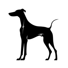 Obraz premium a greyhound silhouette