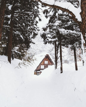 Shirakawa-go, Japan - 22 February 2025: View of a traditional Gassho-style farmhouse nestled amidst a snowy landscape, framed by dark, snow-laden trees, creating a serene winter scene.