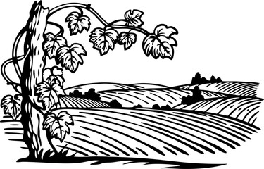 Fototapeta premium Vineyard landscape with grapevine and rolling fields rural countryside, agriculture, nature scenery illustration