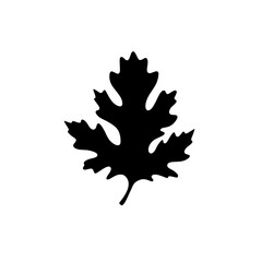 Fototapeta premium oak leaves silhouette