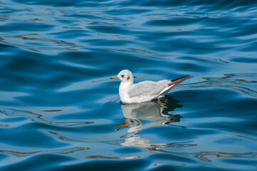 A white seagull chick swimming alone in the sea