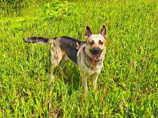 Energetic German Shepherd plays in a lush green field during sunny daytime hours in a vibrant natural setting