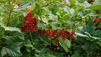 Clusters of ripe red currants hang on a bush. Healthy food concept. Growing plants and berries in the garden. The berries of red currant as a nutrition with vitamins for vegan.