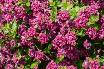 Obraz premium Beautiful purple clematis flowers blooming in a lush green garden.