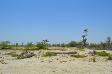 Dry land wild tree acacia xanthophloea landscape Turbat city Baluchistan