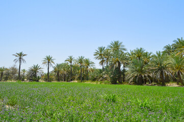 Landscape nature dates fruits tree in farm. purple alfalfa flower grass