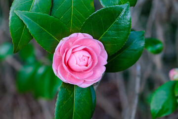 Close-up of a neat and clean camellia ‘himetsubaki' flower in the garden.