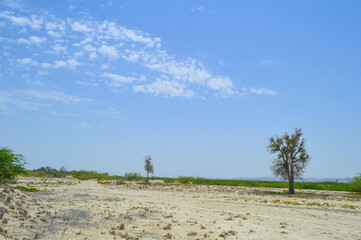 A acacia xanthophloea in forest dry summer season outdoor nature background Balochistan Pakistan