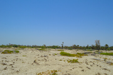 sand dunes in the forest  vachellia nilotica tree