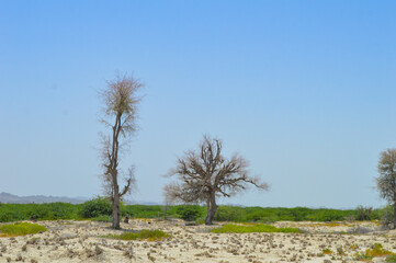 lonely tree on a hill, summer dryland outdoor Balochistan city landscape view