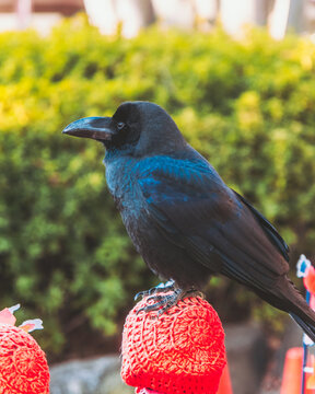View of a sleek, obsidian crow perched atop a vibrant red, textured surface, framed by a backdrop of lush green foliage, Prince Shiba Park, Minato City, Tokyo, Japan.