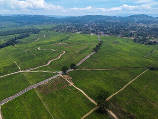 Aerial view of expansive tea plantation with dirt roads and hills