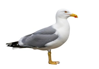 Adult seagull with bright white underparts, gray back, and yellow beak with a red spot, in a still side profile on a transparent studio background with high-key lighting, concept for zoological