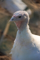 A close-up of a white turkey.

