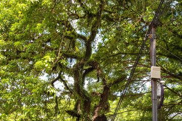 Fototapeta premium Electric pole standing under lush tropical tree branches covered with epiphytes, showing contrast between nature and infrastructure in bright daylight atmosphere.
