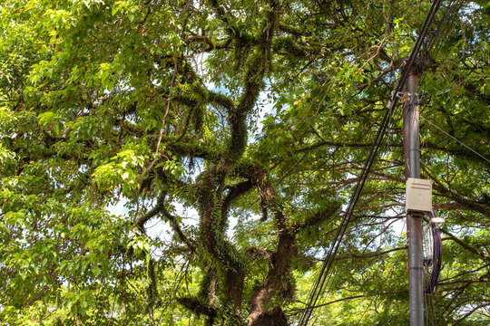 Electric pole standing under lush tropical tree branches covered with epiphytes, showing contrast between nature and infrastructure in bright daylight atmosphere. - Powered by Adobe