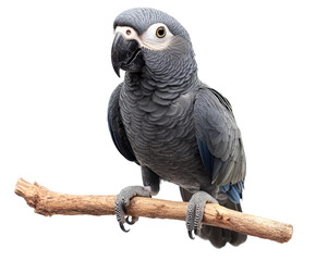Gray parrot perched on branch animal isolated on transparent background, png