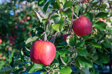 Delicious red apples in the orchard.