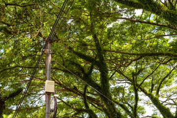 Large tropical tree with dense green leaves and moss-covered branches near electric utility pole...