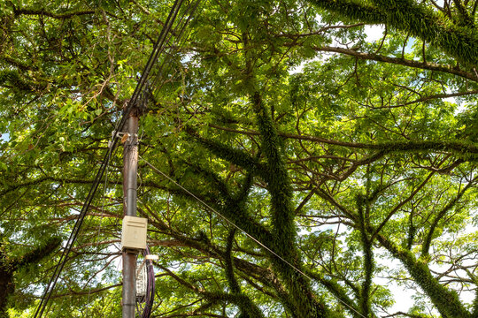 Large tropical tree with dense green leaves and moss-covered branches near electric utility pole and power cables, captured during daylight in natural urban setting.